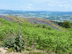 Wyllie Colliery tips, June 2011